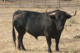 No te lo pierdas: Los animales más peligrosos (12): el toro bravo